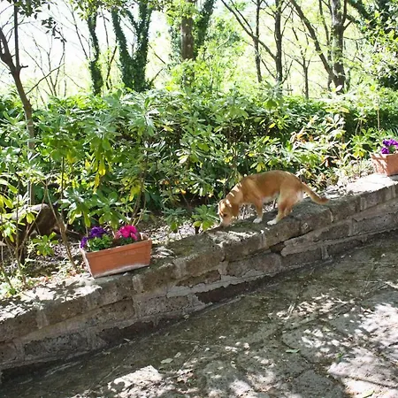 Bed & Breakfast L'agrifoglio Francesca Tolfa